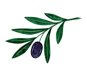 Obraz na płótnie Canvas Olive branch with fresh leaves and olives.Watercolor illustration.Hand painted vegetable illustration with olive fruit and tree branches with leaves on white background.For design,print and fabric