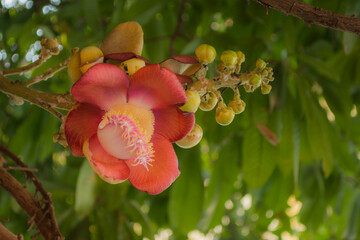 ดอกไม้ที่มีประวัติที่สำคัญทางศาสนามีดอกที่สวยงามตระการตาแก่ผู้พบเห็นส่งกลิ่นหอมเย้ายวนล่อแมลงมาตอม