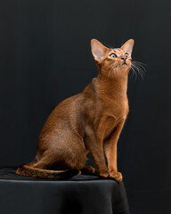 Abyssinian cat on a black background in beautiful poses
