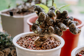 a plant in a pot