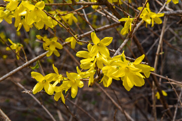  forsythia in changdeokgung palace