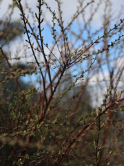 A bird perched on a tree branch