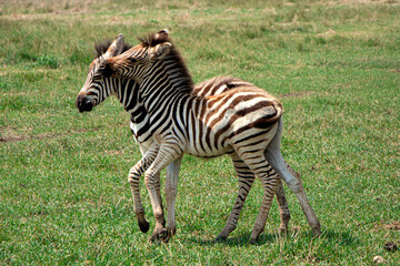 Obraz na płótnie Canvas selective focus. Little zebra children play in the savannah. Wild zebras in the biosphere reserve. High quality photo