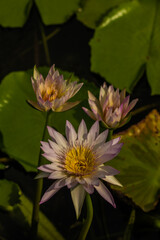 บัวสายที่เบ่งบานเฉิดฉายท่ามกลางแดดจัด