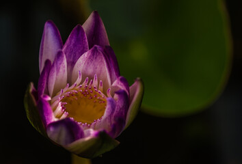 บัวสายที่เบ่งบานเฉิดฉายท่ามกลางแดดจัด