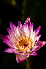 บัวสายที่เบ่งบานเฉิดฉายท่ามกลางแดดจัด