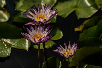 บัวสายที่เบ่งบานเฉิดฉายท่ามกลางแดดจัด