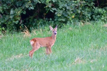 Doe deer walks across the meadow on the pasture
