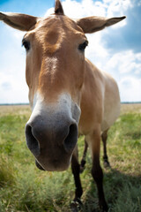 Naklejka na ściany i meble selective focus. Nose, muzzle, close. przewalskii horse in the wild. Photo of a horse close up. Endangered horse. High quality photo