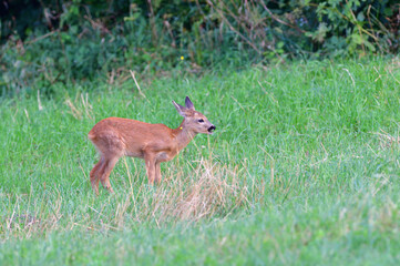 Fototapeta premium Deer family grazing grass on the green meadow 