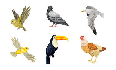 Birds as Warm-blooded Vertebrates or Aves with Feathers and Toothless Beaked Jaws Vector Set
