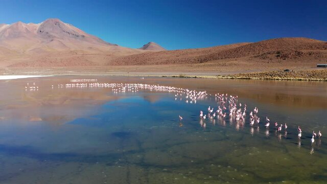 Sunrise view of Laguna de Canapa with flamingo, Bolivia, Altiplano