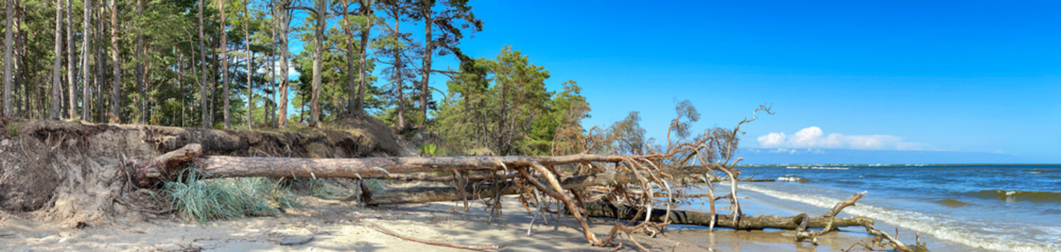 Panorama of wild coast with trees that have fallen after a storm on the shore of the Baltic Sea. Cape Kolka, Latvia. Cape Kolka - the meeting place of the Baltic sea and the Gulf of Riga, Latvia.