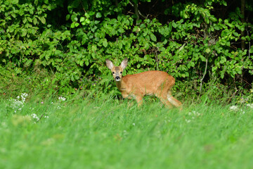 Mom deer roe with two young fawn grazes on the grass at sunset