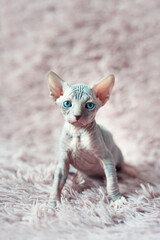 Hairless kitten with big blue eyes looks around. Portrait sphynx young cat in violet fur blanket. Naked hairless antiallergic domestic cat breed with big ears. Small sweet pink kitty.