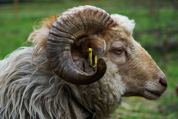 Closeup of a male ram in a field
