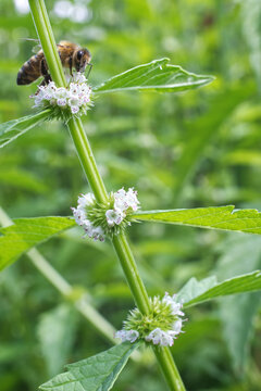 Lycopus europaeus with honney bee, also known as gypsywort, gipsywort, bugleweed, European bugleweed and water horehound. Blooming plant.
