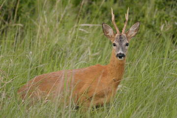 Naklejka na ściany i meble Roe deer buck in the grass