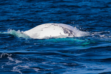 Fototapeta premium A pregnant female Humpback whale in the throes of labor - thrashing about in the ocean
