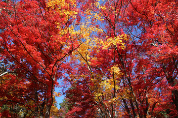 土津神社の紅葉（福島県・猪苗代町）