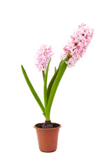Naklejka na ściany i meble Pink Hyacinth flower in pot isolated white. Potted plant