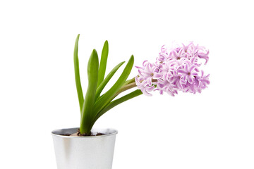 Naklejka na ściany i meble Purple Hyacinth flower in tin pot isolated white background
