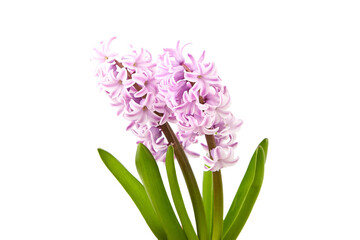 Pink Hyacinth flower isolated white background