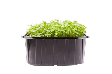 Fresh microgreens in black tray isolated on white background. Young arugula shoots