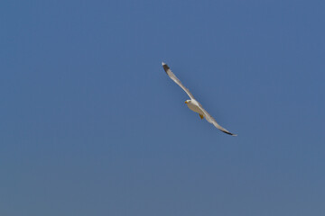 Flying large albatross close-up against the blue sky.