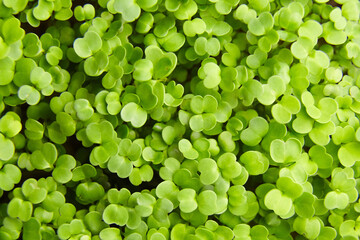 Fresh microgreens background, top view. Young arugula green shoots