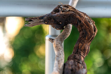 what the dried tree branches tell us