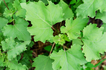 Juicy green leaves of Xanthium strumarium or rough cocklebur. An