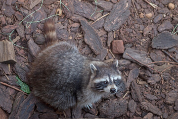 A fluffy raccoon with gray-brown fur and a striped tail sitting on its hind legs on pieces of dry bark and branches and looking up from below, selective focus on the head.