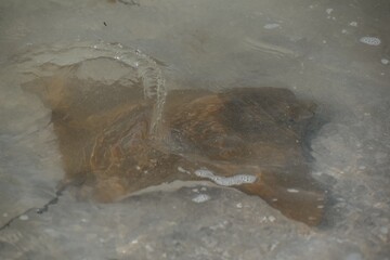 Obraz premium Cownose rays swimming in shallows in the Gulf of Mexico