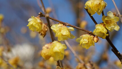 早春の青空を背景にロウバイの花が咲く