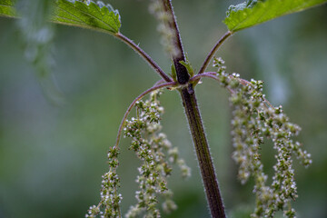 Brennessel Nahaufnahme der Blüten und des Stamms mit feuchten Brennesselblättern im Wald auf grünem Hintergrund