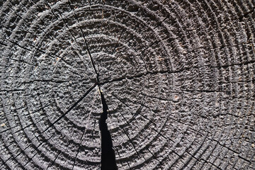 Selective focus burnt resinous wood glowing texture of rough surface felled tree weathered with...