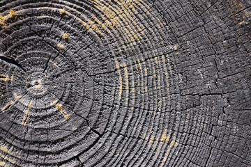Fototapeta premium Selective focus burnt resinous wood glowing texture of rough surface felled tree weathered with annual rings, cracks. Concept of long life longevity aging. High contrast background with copyspace.