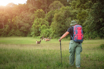 Fototapeta premium A traveler carrying a hiking backpack is watching deer grazing in the forest. Hiking backpackers watch deer grazing in a tropical forest in Khao Yai National Park, Thailand.