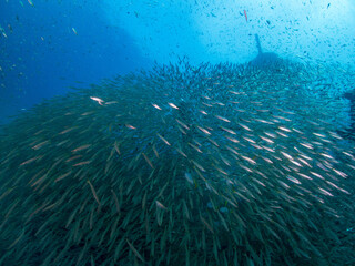 Fototapeta na wymiar Plenty of Barracuda fish around Chang wrecked ship. Trat, Thailand.