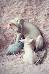 Sphynx cat mom breastfeeds her little babies with milk. Portrait sphynx mother cat in pink fur blanket. Naked hairless antiallergic domestic cat breed with big ears. Pharaoh's cat