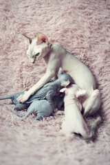 Sphynx cat mom breastfeeds her little babies with milk. Portrait sphynx mother cat in pink fur blanket. Naked hairless antiallergic domestic cat breed with big ears. Pharaoh's cat