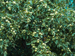Naklejka na ściany i meble rich harvest of apples, apples on a branch