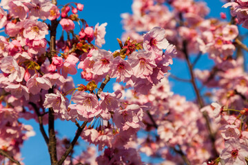 Pink blossom sakura flowers on a spring day in Japan., Beautiful Japanese Cherry blossoms - Sakura..