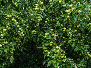 rich harvest of apples, apples on a branch