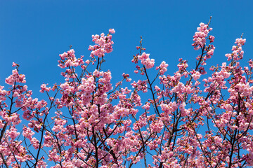 Pink blossom sakura flowers on a spring day in Japan.,