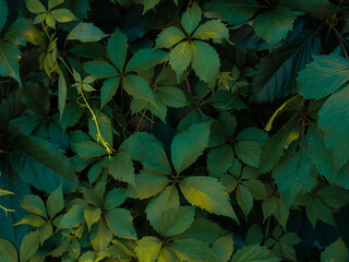 close up view of tropical leaves or loach for background and your text