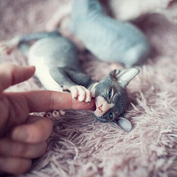 Hairless kitten with big blue eyes playing. Portrait sphynx young cat in pink fur blanket. Naked hairless antiallergic domestic cat breed with big ears. Small sweet gray naked kitty bite finger.