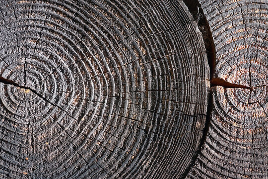 Selective focus burnt resinous wood glowing texture of rough surface two felled tree weathered with annual rings, cracks. Concept of long life longevity aging. High contrast background with copyspace.