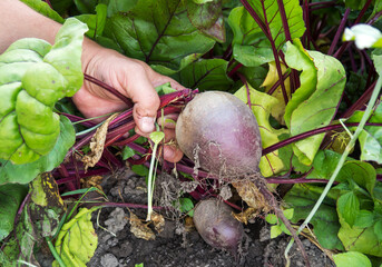 beets from the garden in the hands of the farmer